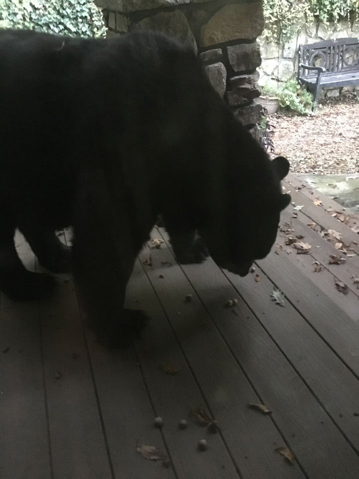 bear-on-front-porch